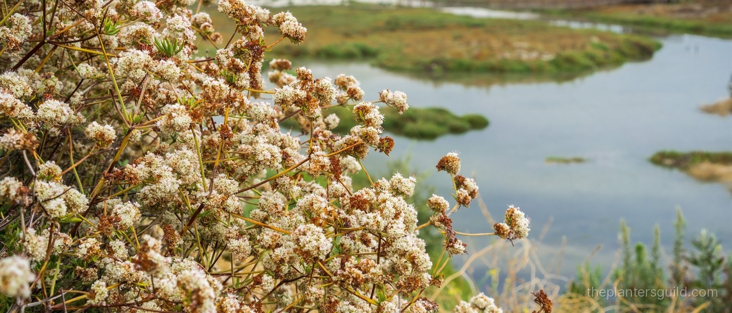 California Buckwheat (Eriogonum fasciculatum) in fresh summer bloom, dense flat-topped clusters of cream-white pom-pom flowers above wiry stems and narrow gray-green leaves, overlooking a coastal lagoon and brown rolling hills in the background