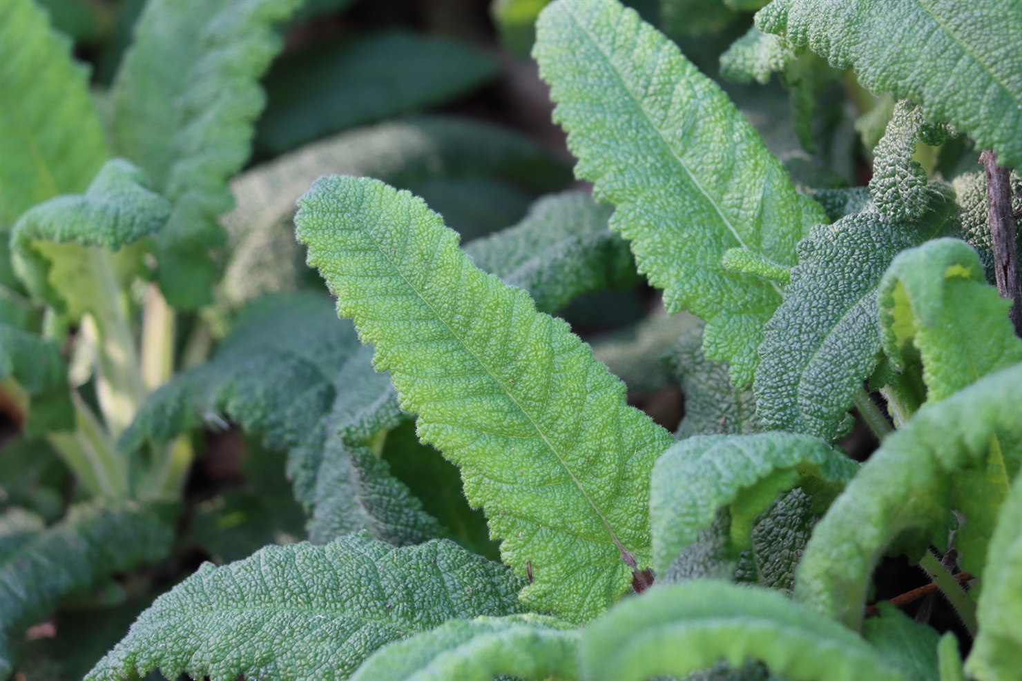 Close-up of hummingbird sage foliage, large oblong leaves with deeply wrinkled rugose surfaces, soft fine hairs, toothed edges, and a gray-green color