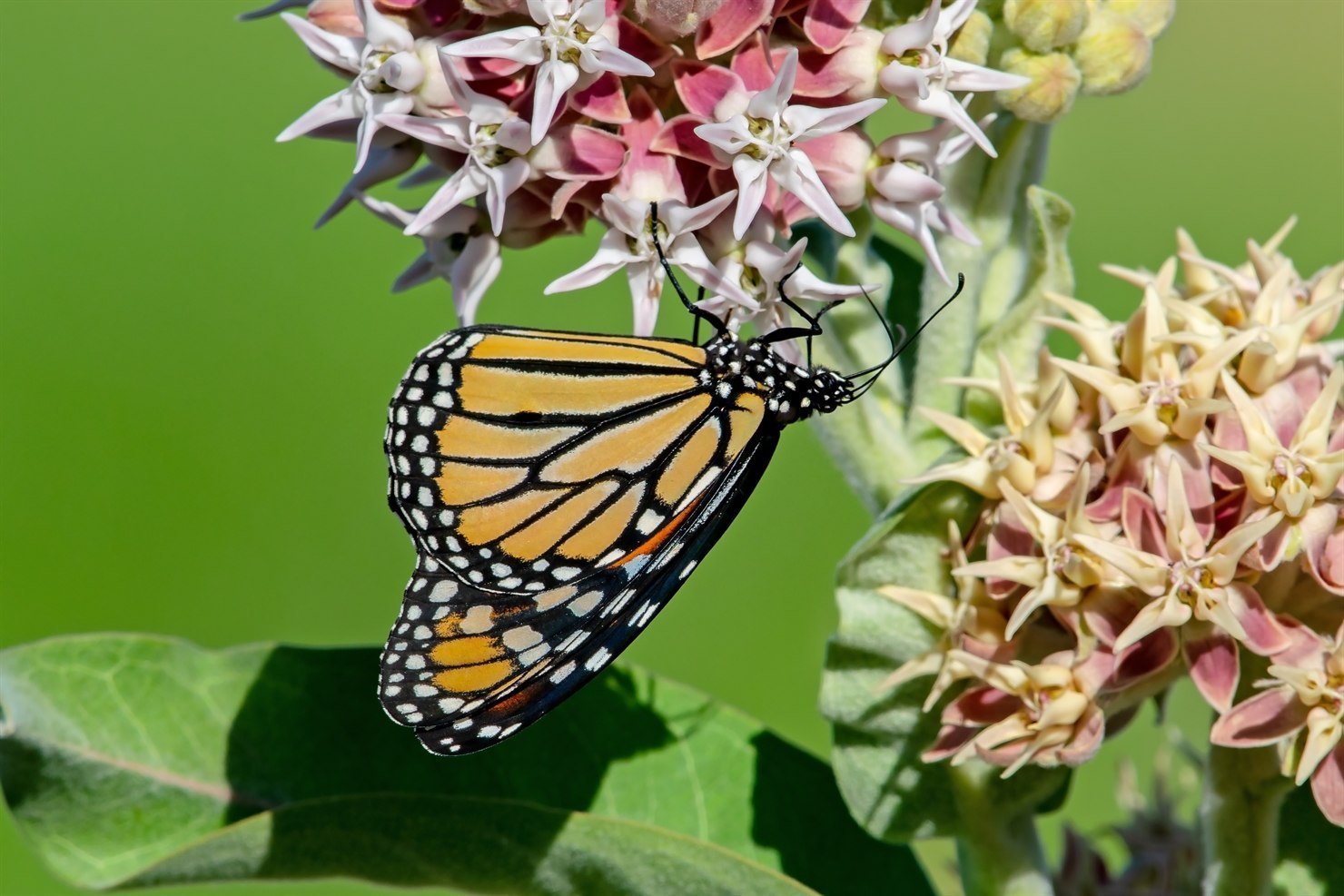 An adult monarch butterfly (Danaus plexippus) hanging from a pink-mauve umbel of showy milkweed (Asclepias speciosa), wings partially closed in profile showing the orange and walnut-black pattern with white spots along the wing edges, broad velvety blue-green milkweed leaves below