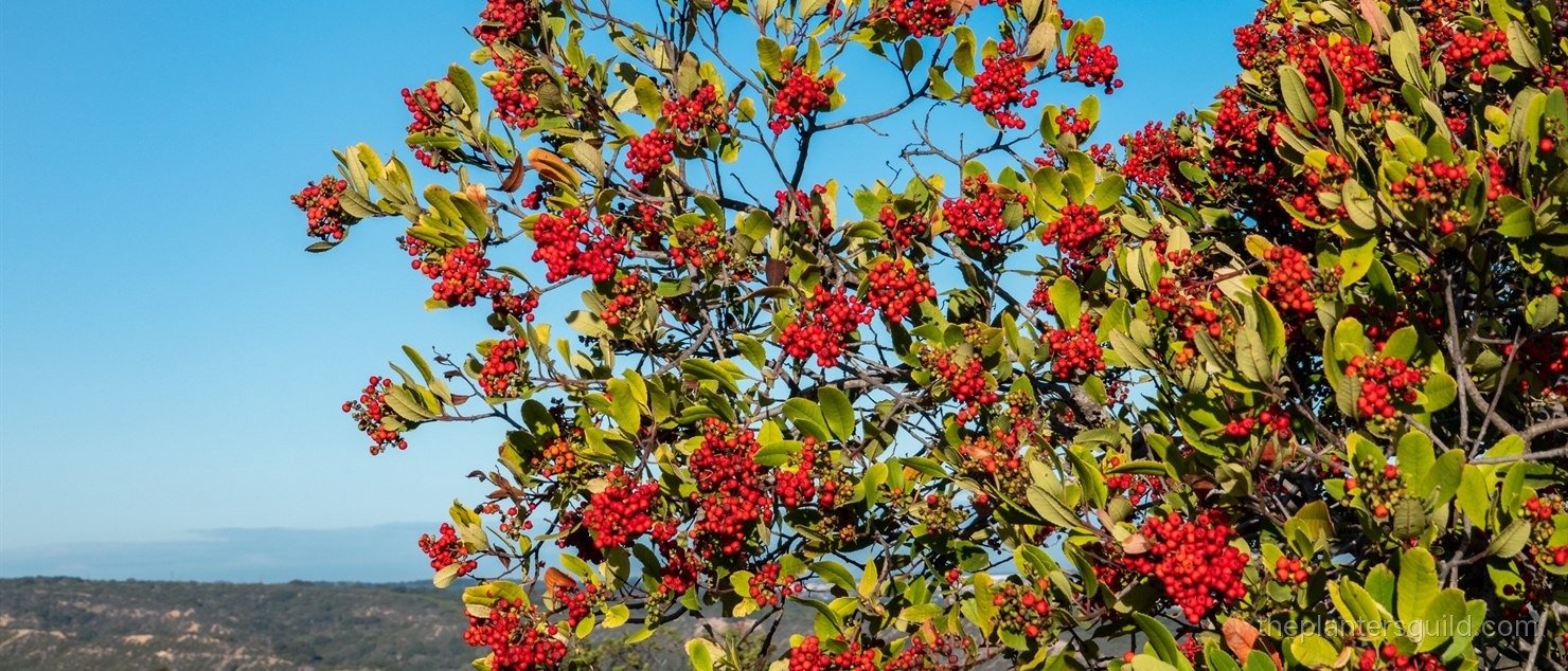Toyon (Heteromeles arbutifolia) shrub on a California chaparral hillside, dense clusters of bright red berries scattered across glossy dark green leaves with sharp-toothed margins, blue sky and distant coast-range ridges in the background