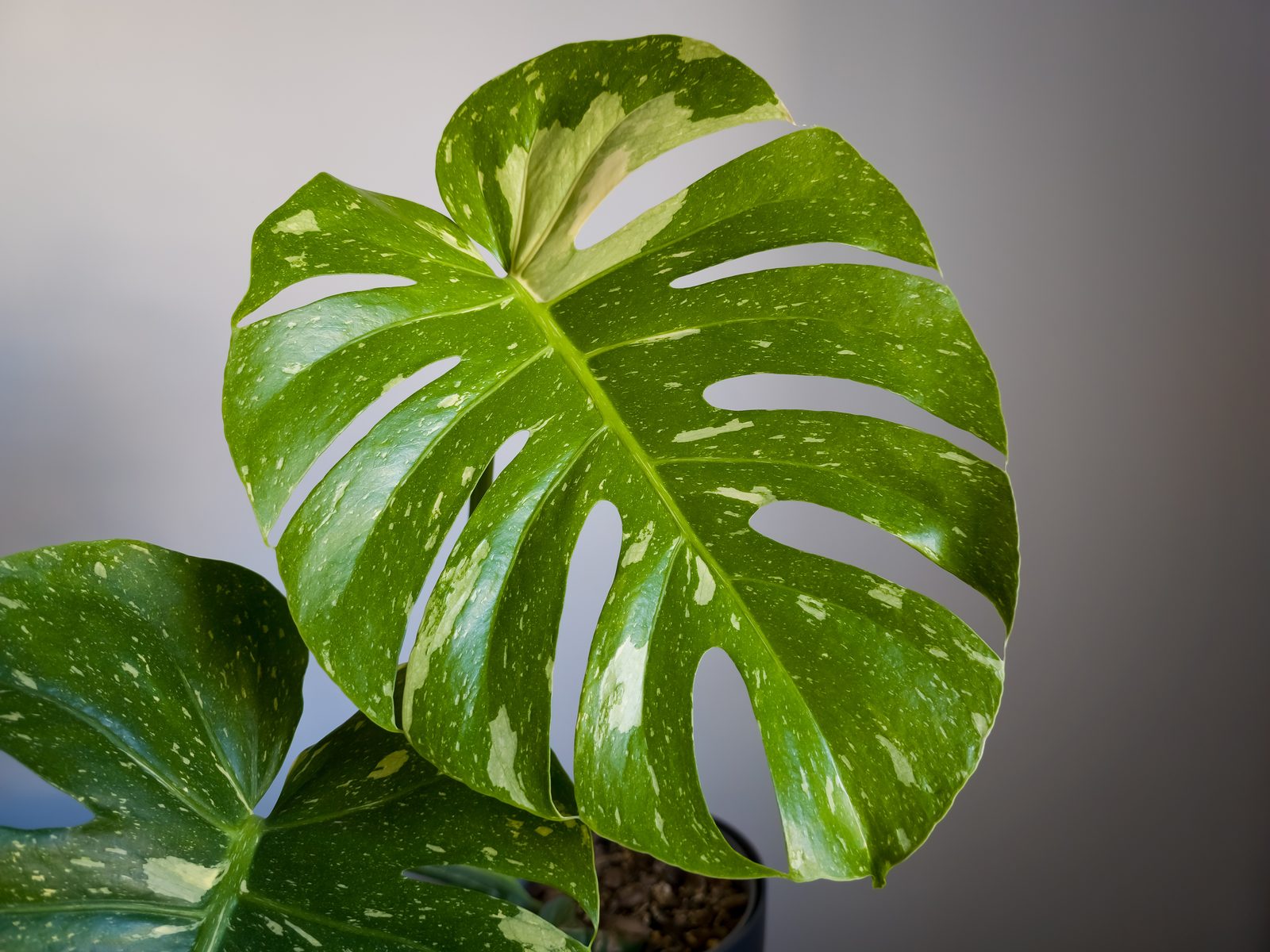 Fenestrated Monstera leaves marbled with cream variegation