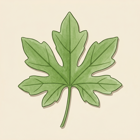 Palmate leaf illustration — Marah fabaceus (manroot)