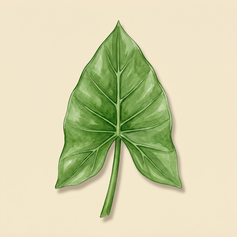 Sagittate leaf illustration — Alocasia macrorrhizos