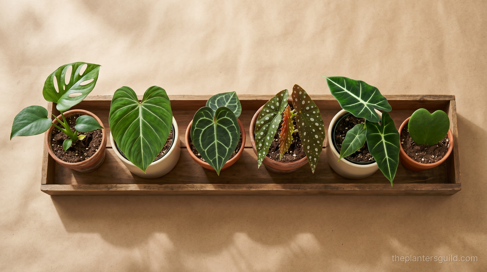 Specimen-tray of six potted houseplants — Monstera, Philodendron, Anthurium, Begonia, Alocasia, and Hoya — arranged on warm kraft paper