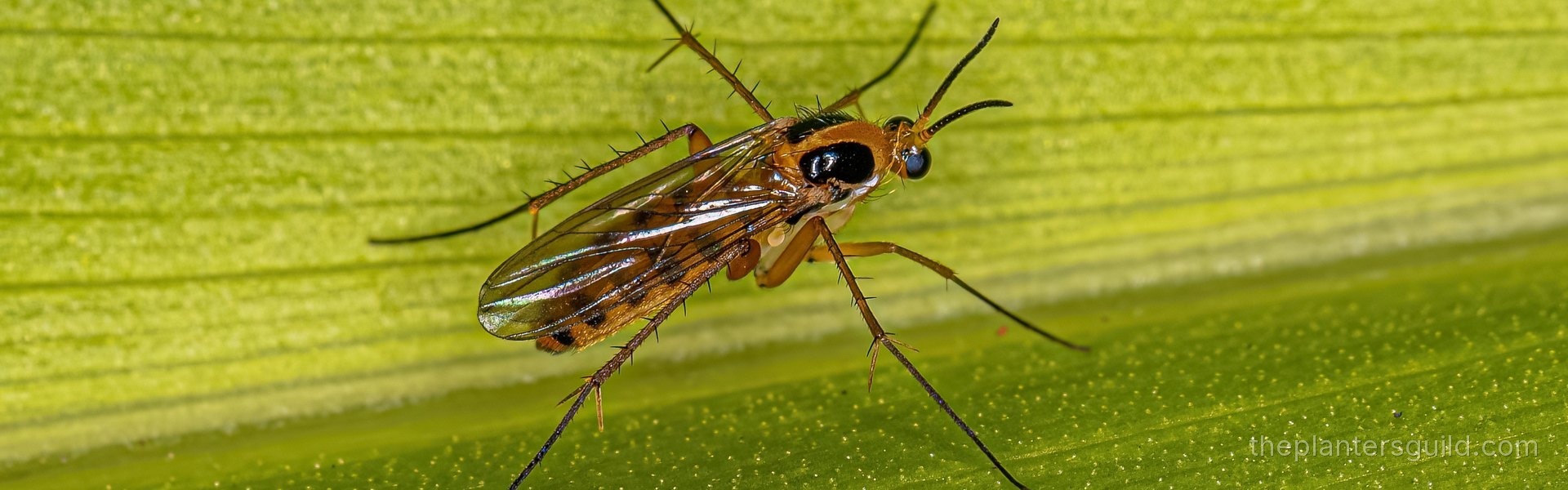 Macro photograph of an adult dark-winged fungus gnat (Bradysia) on a sunlit green leaf, showing the slender orange-brown body, dark compound eye, smoky Y-veined wings, and long bristled legs