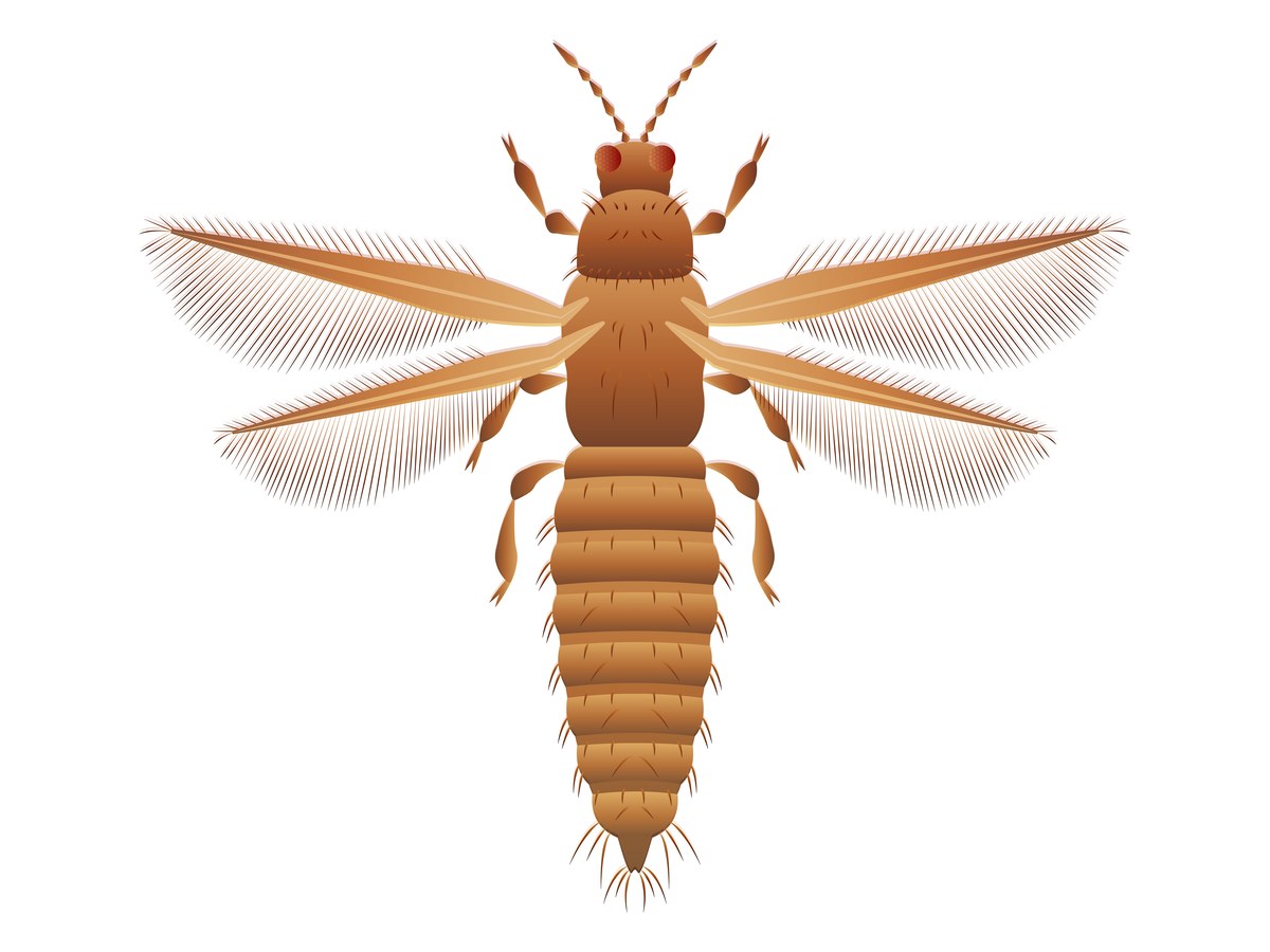 Top-down botanical illustration of an adult thrips showing its slender brown body, segmented abdomen, and characteristic fringed wings
