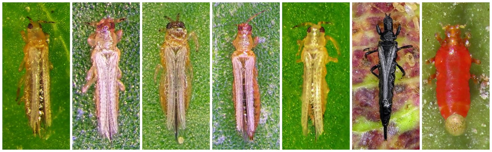 Thrips field manual hero