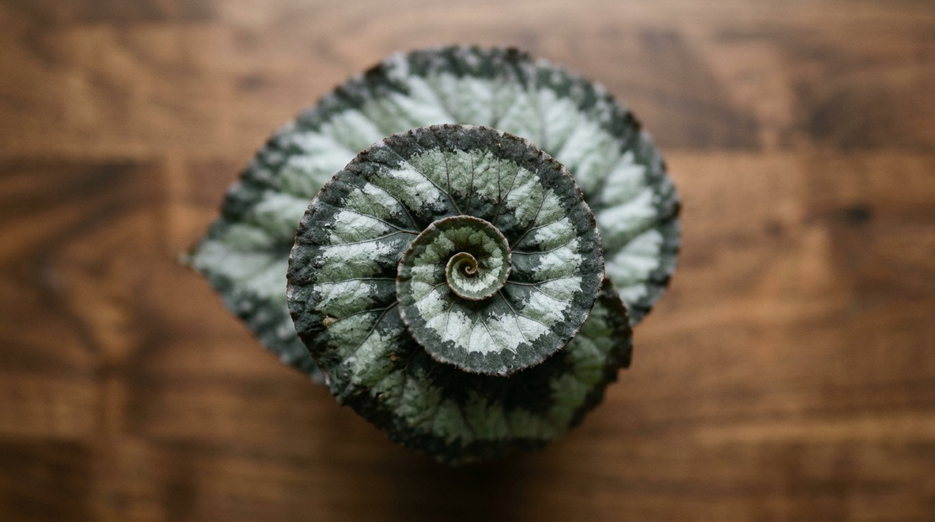 Rex Escargot Group leaf with petiole spiral